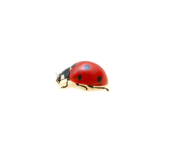 Coccinelle — Photo