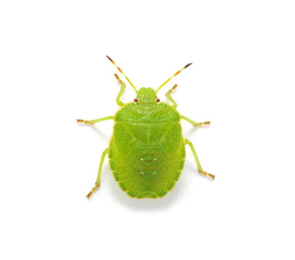 Escudo Verde Bug — Fotografia de Stock