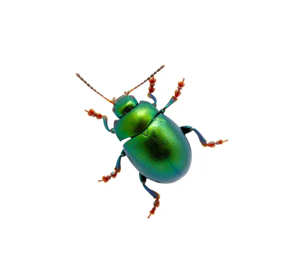 Green beetle — Stock Photo, Image