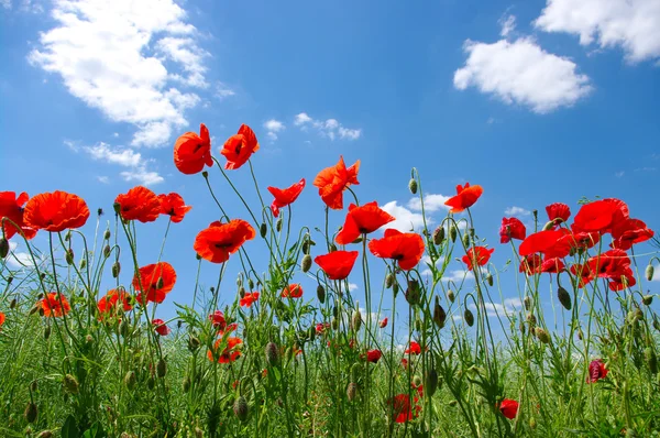 Coquelicots rouges — Photo