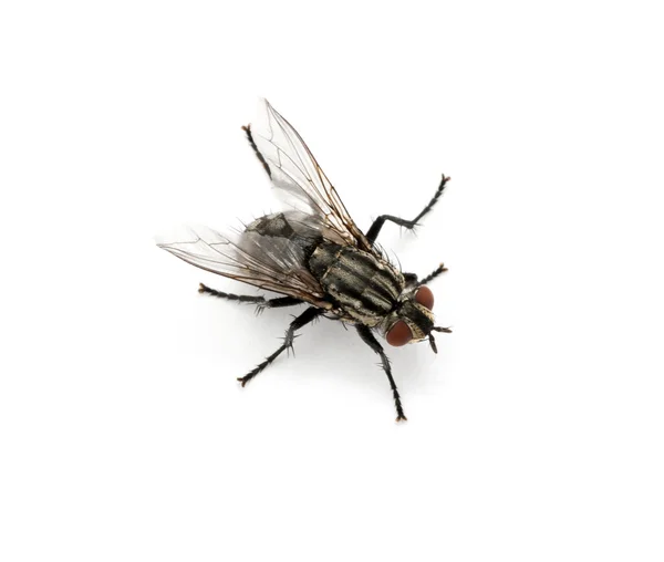 Macro di mosca — Foto Stock