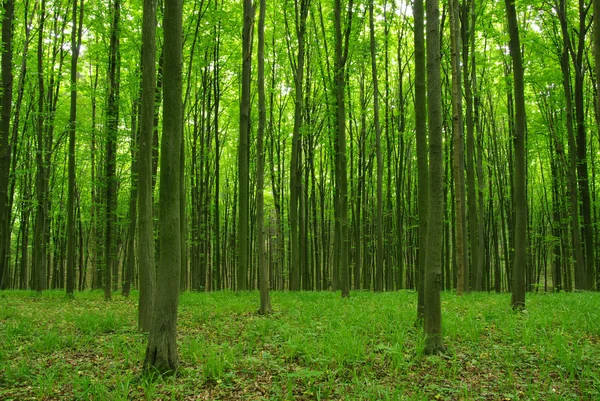 Trees — Stock Photo, Image