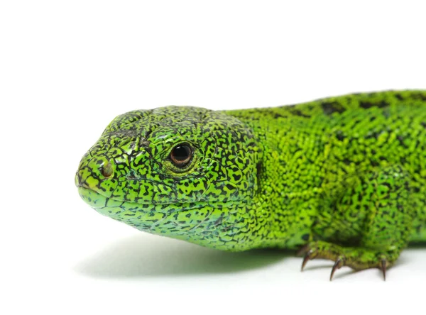 Green lizard — Stock Photo, Image