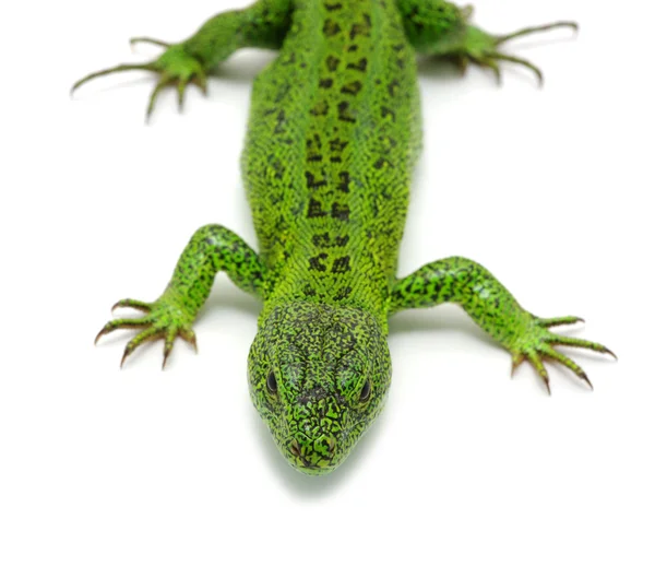 Зелёная ящерица — стоковое фото