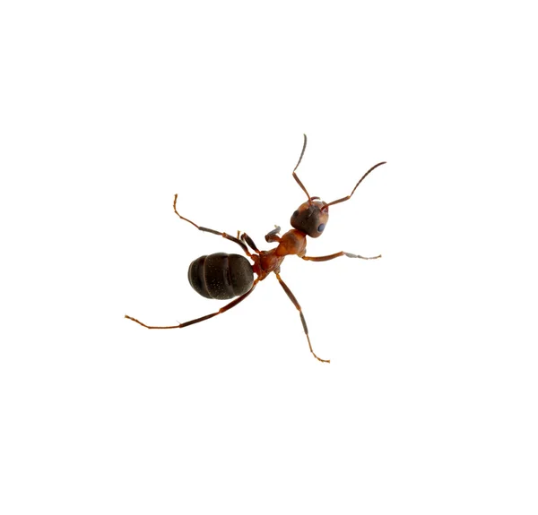 Ant on white — Stock Photo, Image