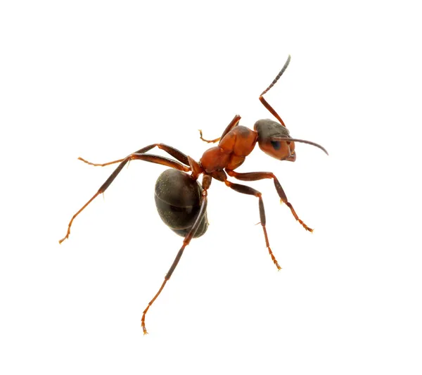 Ant on white — Stock Photo, Image