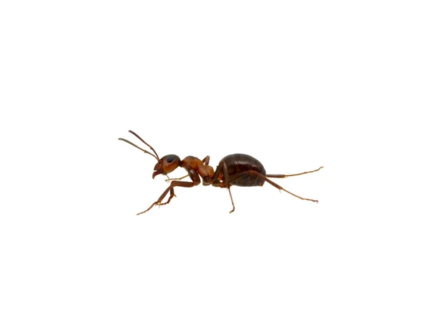 Ant on white — Stock Photo, Image