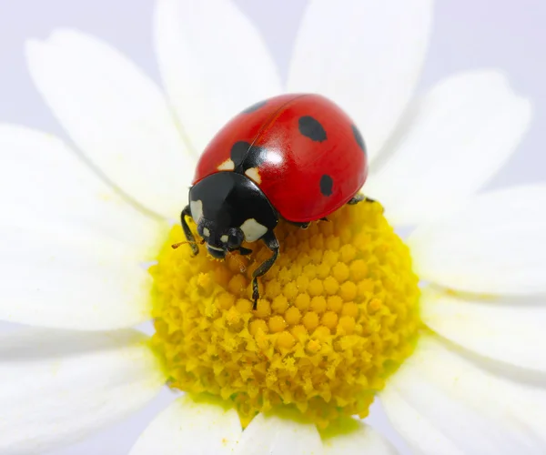 Ladybug on a flower — Stock Photo, Image