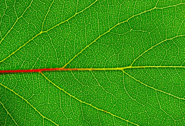 Cerrar la hoja — Foto de Stock