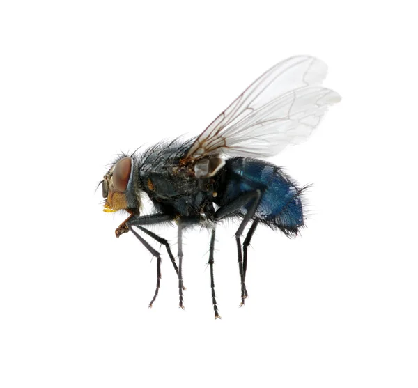 Makro Fly — Zdjęcie stockowe