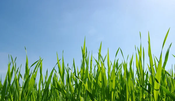 Green grass — Stock Photo, Image