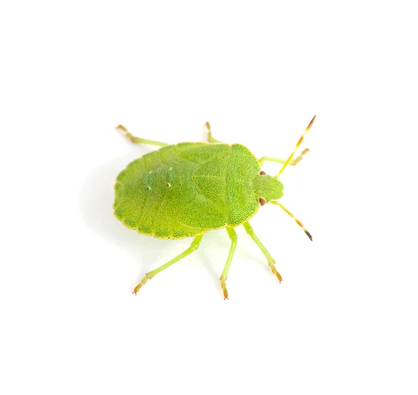 Bouclier vert Bug — Photo