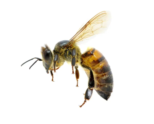 Abeja — Foto de Stock