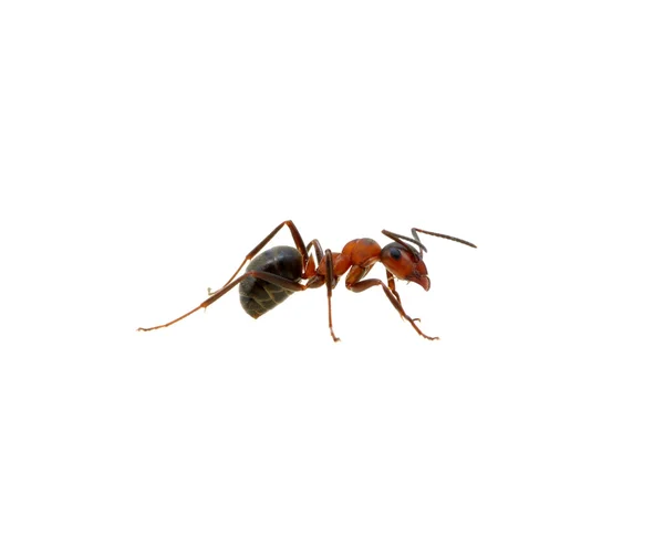 Mravenec na bílém pozadí — Stock fotografie
