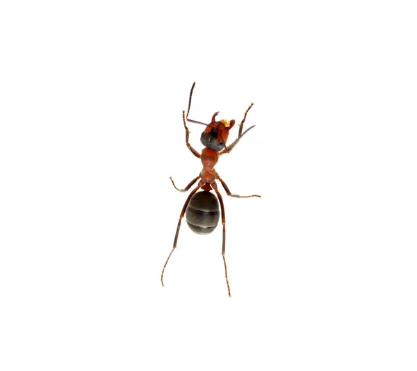 Hormiga sobre blanco — Foto de Stock