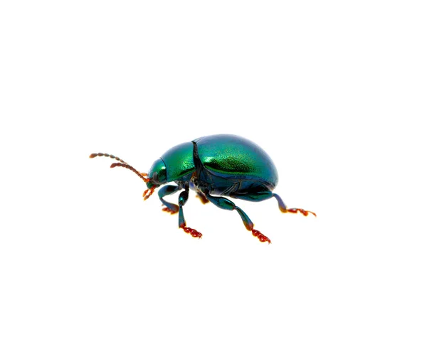 Escarabajo verde —  Fotos de Stock
