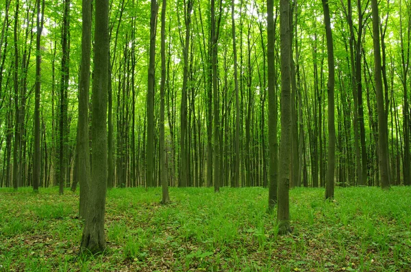 Trees — Stock Photo, Image