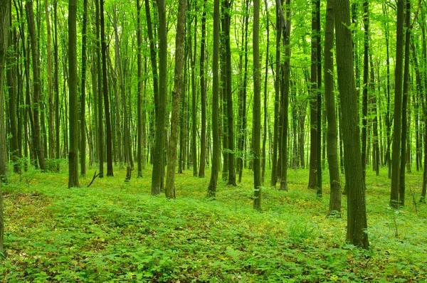 Bomen — Stockfoto