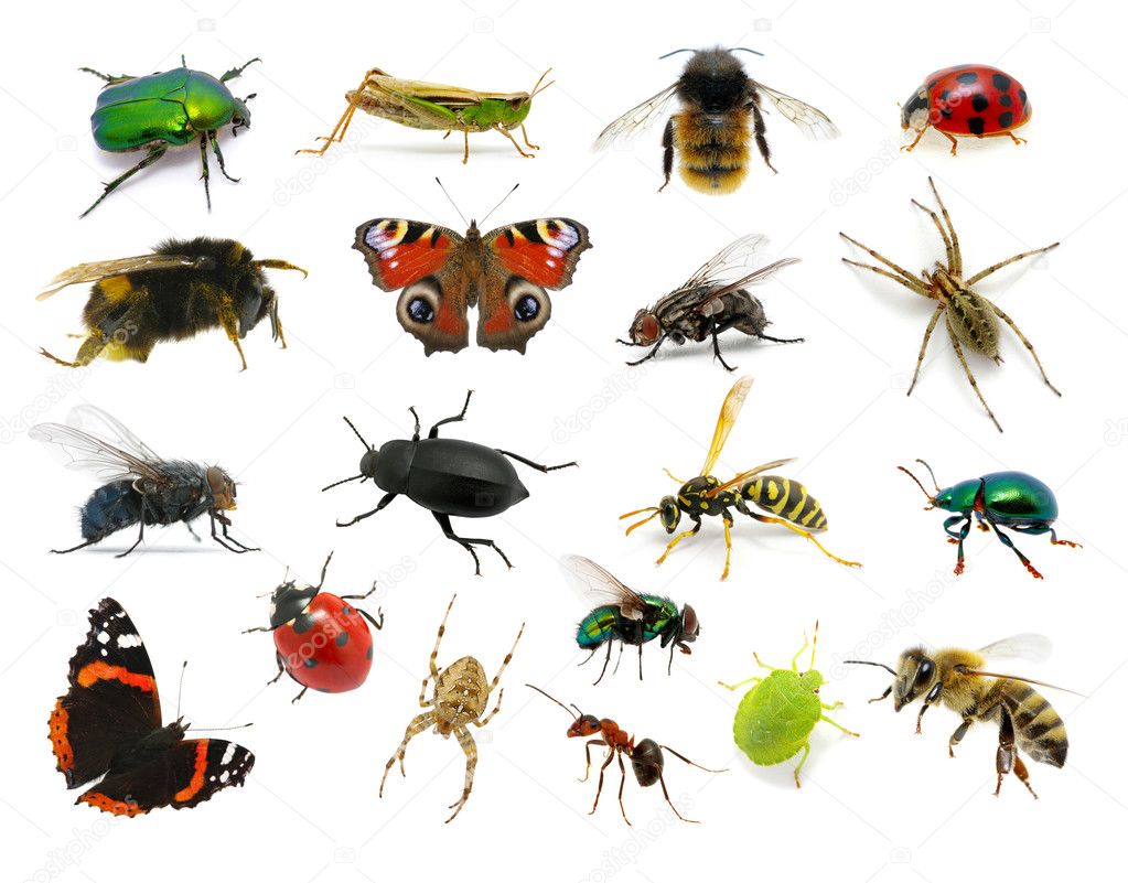 insectos #hashtag