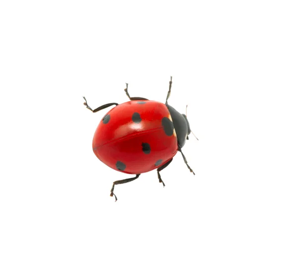 Ladybug — Stock Photo, Image