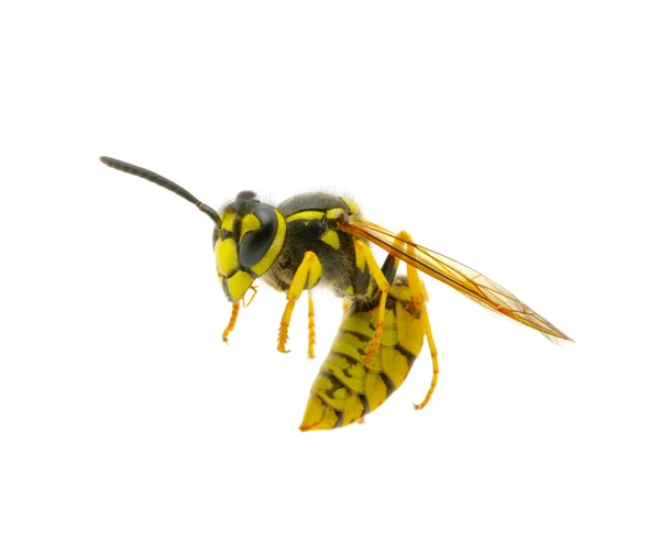 Wasp — Stockfoto