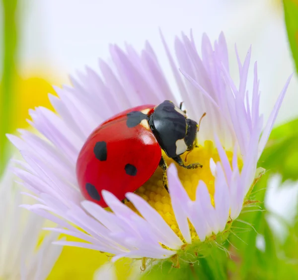 Joaninha em uma flor — Fotografia de Stock