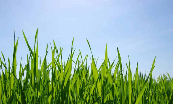 緑の草 — ストック写真
