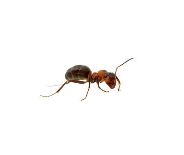 白の蟻 — ストック写真