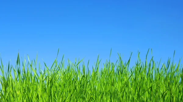 Groen gras — Stockfoto