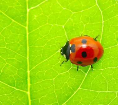 ladybug on a green leaf clipart