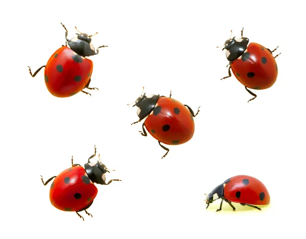Collection of ladybugs — Stock Photo, Image