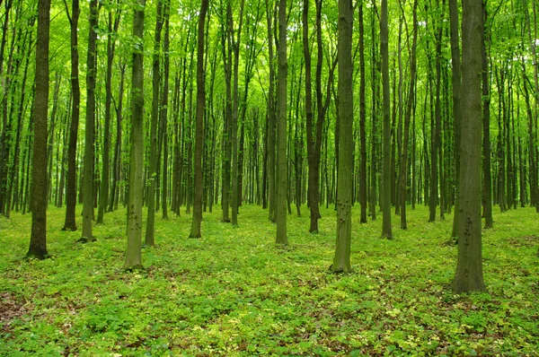 Trees — Stock Photo, Image