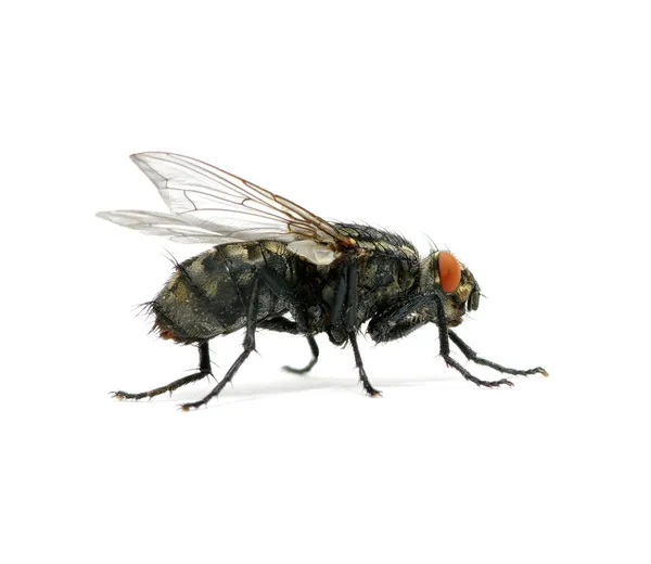 Makro fly — Stock fotografie