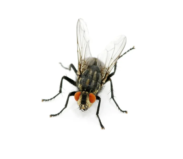 แมโครของแมลงวัน — ภาพถ่ายสต็อก