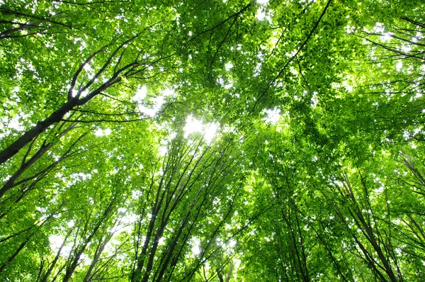 Bomen — Stockfoto