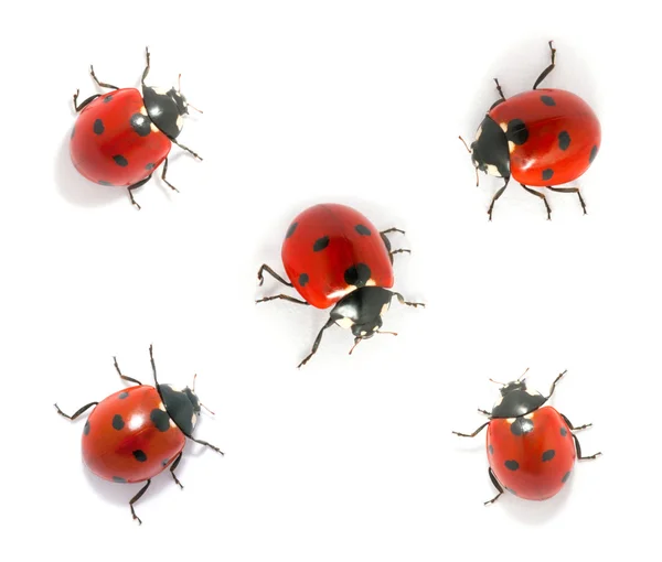 Collezione di coccinelle — Foto Stock