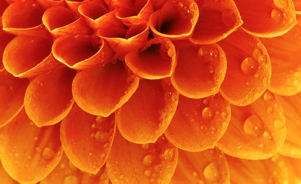 Abstract petals — Stock Photo, Image