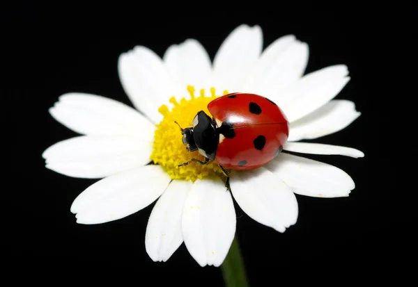 Coccinella — Foto Stock