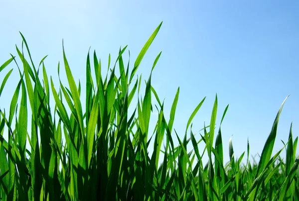 Groen gras — Stockfoto