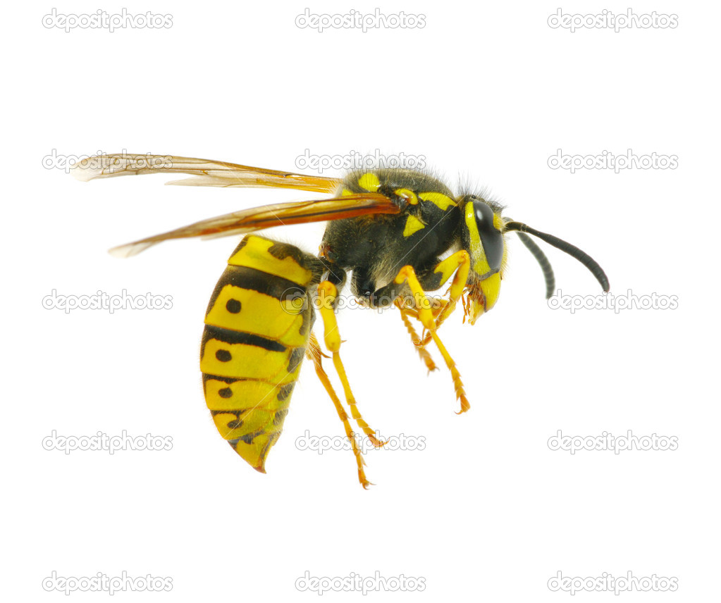 Wasp — Stock Photo © Ale-ks #25247909