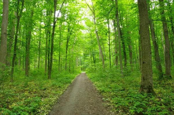 Grön skog — Stockfoto