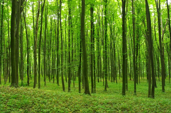 Bomen — Stockfoto