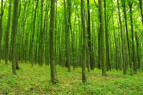 Trees — Stock Photo, Image