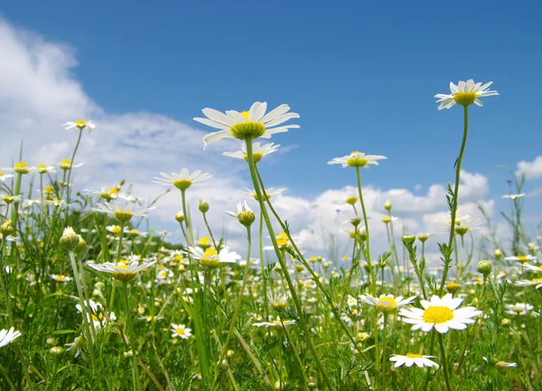 White daisies — Stock Photo, Image