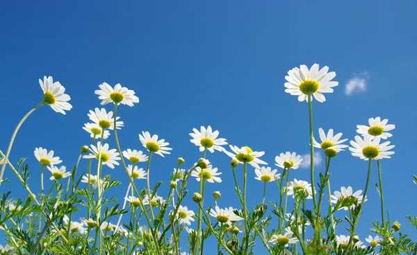 White daisies — Stockfoto