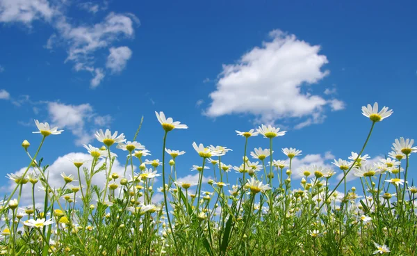 Weiße Gänseblümchen — Stockfoto