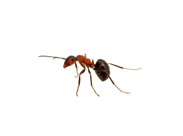 白蚂蚁 — 图库照片