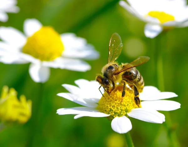 Abeille sur fleur — Photo