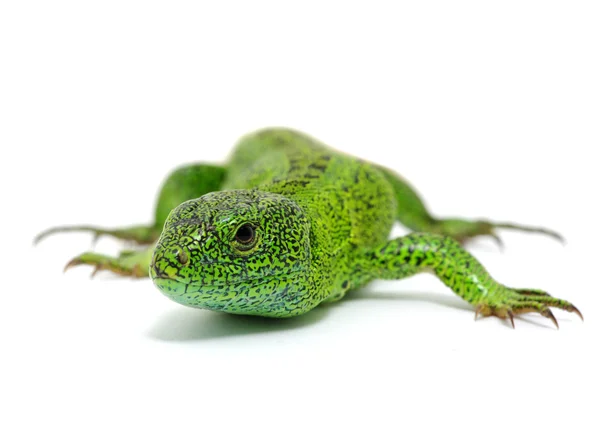 Green lizard — Stock Photo, Image