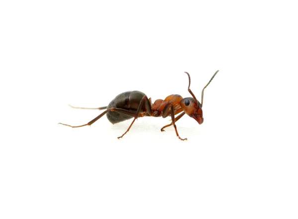Ant on white — Stock Photo, Image